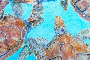 Sea turtles looking from the water in the reserve photo