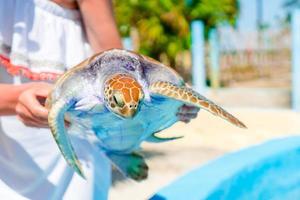 Close up sea turtle in female hands in exotic reserve photo