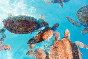 tortugas marinas mirando desde el agua en la reserva foto