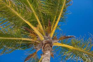 Close-up of tropical coconut palm tree with yellow coconut against the blue sky photo