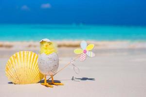 Small yellow chicken and shell on the white beach photo