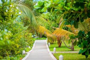 Palm trees on white sand beach in hotel photo