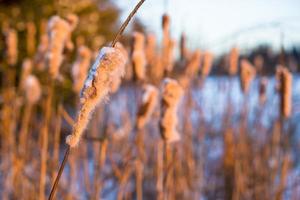 Winter landscape with snow-covered reeds photo