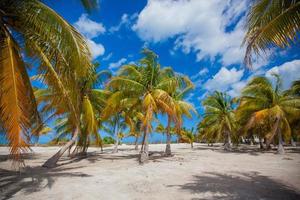 Palm grove on white sandy tropical beach at exotic country photo
