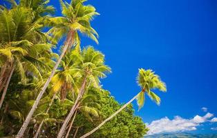 palmera de coco en la playa de arena en filipinas foto