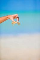 Close up live crab at white beach photo