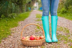 Close-up of basket with yellow, red apples and rubber boots on a young girl photo