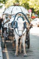 entrenador de caballos tradicional fiaker en europa foto