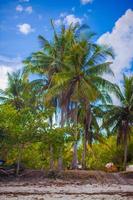 palmera de coco en la playa de arena en filipinas foto