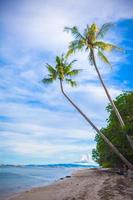 Palm tree on the sandy beach in Philippines photo