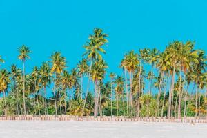 Big palm trees on white sandy beach photo