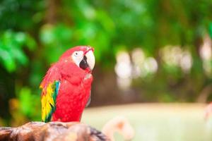 Closeup colorful bright red parrot at tropical island photo