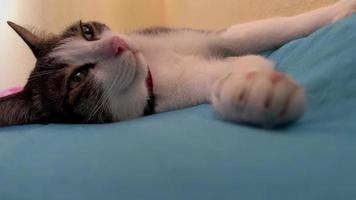 the cat sleeps alone. close-up cat laying on the mattress and slowly closing its eye with The front legs blurred as the foreground. lonely cat resting. lazy cat. video