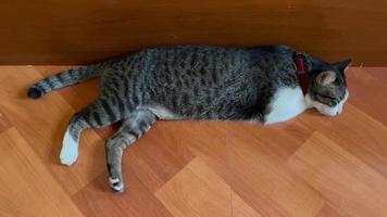 el gato duerme solo. gato deprimido tendido en el suelo de baldosas junto a la cama de madera. gato solitario descansando. gato perezoso. video