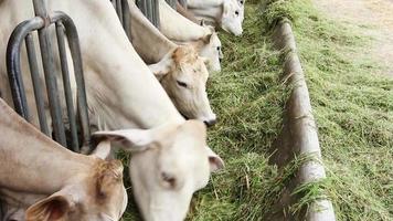 rundvlees vee koe vee in boerderij video