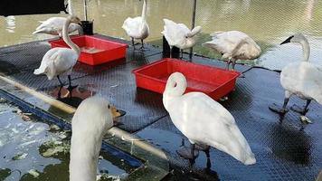 White Swan or Cygnus buccinator in farm video