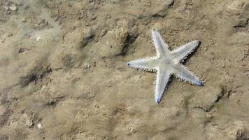 starfish lie hidden in soil video