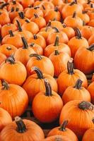 Large orange pumpkin at farmers market at pumpkin patch photo