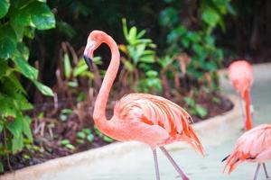 Pink Caribbean flamingos in water photo