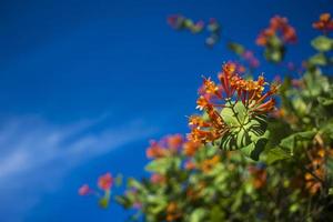 jardín de flores en flor en primavera, en un cielo azul con fondo de sol