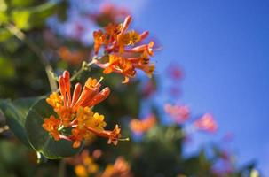 Flowers and nature in the morning Still bright This flower is Lonicera caprifoliumhe sky is clear photo