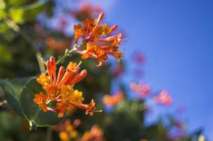 flores y naturaleza en la mañana aún brillante esta flor es lonicera caprifoliumel cielo está despejado foto