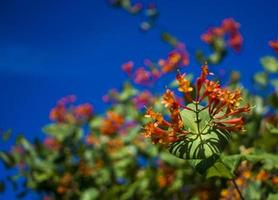 flores y naturaleza en la mañana aún brillante esta flor es lonicera caprifoliumel cielo está despejado foto