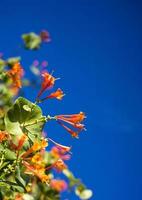 Flowers and nature in the morning Still bright This flower is Lonicera caprifoliumhe sky is clear photo