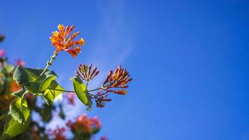 Flowers and nature in the morning Still bright This flower is Lonicera caprifoliumhe sky is clear photo
