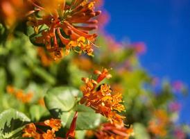 flores y naturaleza en la mañana aún brillante esta flor es lonicera caprifoliumel cielo está despejado foto