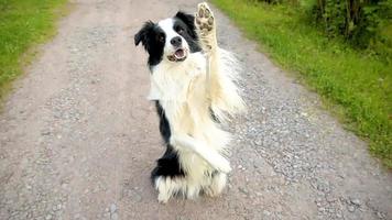 Außenporträt des niedlichen lächelnden Welpen-Border-Collie-Springens, der auf die Belohnung im Parkhintergrund wartet. kleiner hund mit lustigem gesicht an sonnigen sommertagen im freien. Haustierpflege und lustiges Tierlebenskonzept video