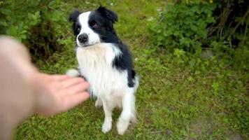 sällskapsdjur aktivitet. oigenkännlig kvinna hand spelar med söt valp hund gräns collie utomhus. ägare med Hoppar sällskapsdjur hund vän gående i parkera. kärlek för husdjur vänskap Stöd team begrepp video