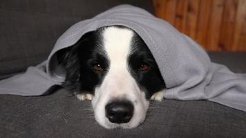 Gracioso cachorro border collie acostado en el sofá bajo el plaid en el interior. pequeño perro mascota en casa manteniéndose caliente escondido bajo una manta en el frío clima de otoño invierno. concepto de estado de ánimo hygge de vida animal mascota video