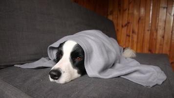 Funny puppy dog border collie lying on couch under plaid indoors. Little pet dog at home keeping warm hiding under blanket in cold fall autumn winter weather. Pet animal life Hygge mood concept video