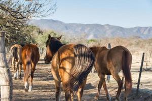 horses that run free through the field photo