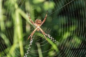 una araña argiope lobata pallas, en su web en el jardín foto