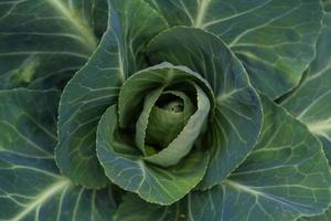 overhead view of a small cabbage in the vegetable garden photo