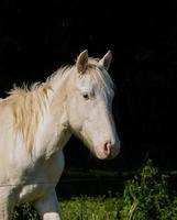 retrato de caballo blanco sobre fondo de contraste negro foto