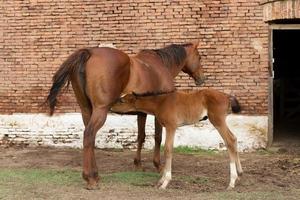 foal sucking the mare in the field photo