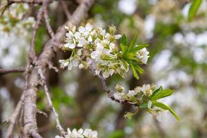 white flowered branch of plum in spring photo