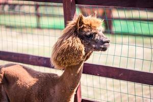 Portrait of a sweet white llama - alpaca photo