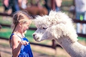 Charming little girl is playing with cute alpaca in the park photo