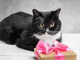 Black cat lying on white wooden table and keeping present cardboard gift box with pink polka dot ribbon bow and looking at camera. Neutral gray concrete background. Festive image with lovely pet. photo