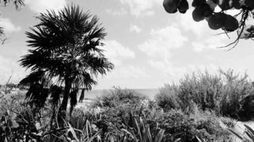 caraïben strand Spar palm bomen in oerwoud Woud natuur Mexico. video