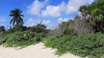 karibischer strand tannenpalmen im dschungelwald natur mexiko.