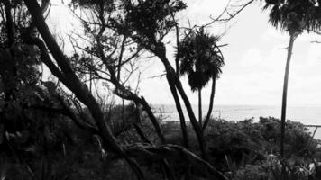 karibiska strand gran handflatan träd i djungel skog natur Mexiko. video