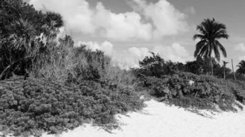 caraibico spiaggia abete palma alberi nel giungla foresta natura Messico. video