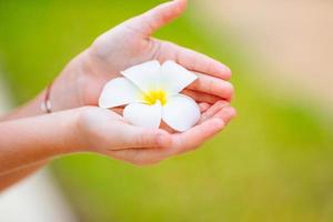 Beautiful frangipani flowers in the hands outdoors photo