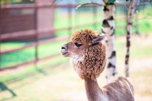 Portrait of a sweet white llama - alpaca photo