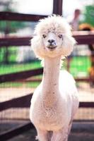 Portrait of a sweet white llama - alpaca photo